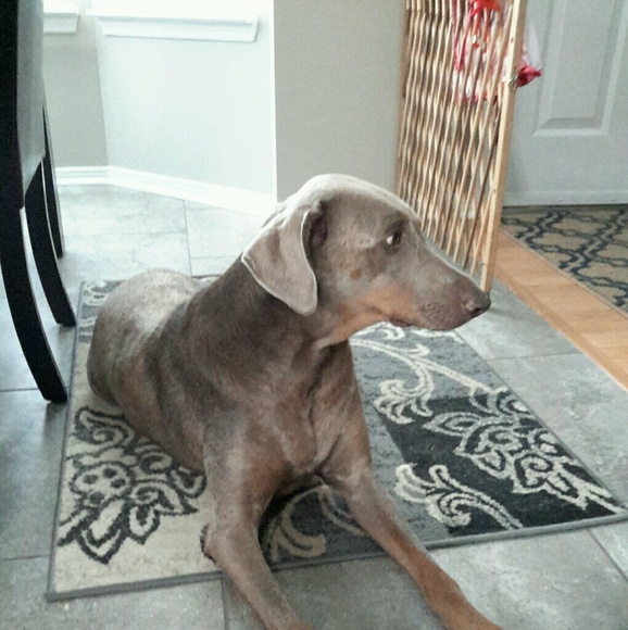 Meet your Posher, Natalie - Picture 1 of 1